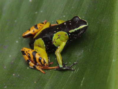 Baron's Mantella Frog, Ranomafana, Madagascar