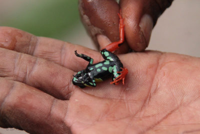 Baron's Mantella Frog, Ranomafana, Madagascar