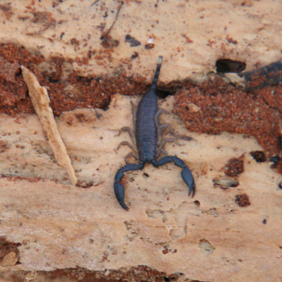 Scorpion sp, Ifaty, Madagascar