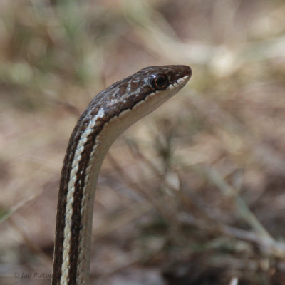 Bernier's Striped Snake, Isalo, Madagascar
