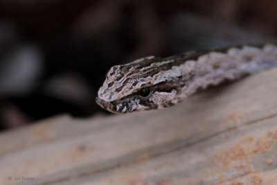 Mahafaly Sand Snake, Kirindy, Madagascar