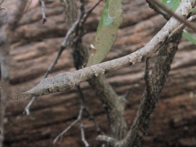 Madagascar Leaf-nosed Snake, Tsingy de Bemaraha, Madagascar