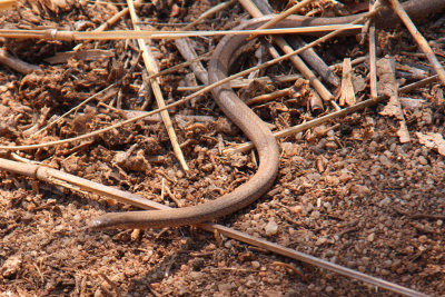 Striped Brook Snake, Zombitse, Madagascar