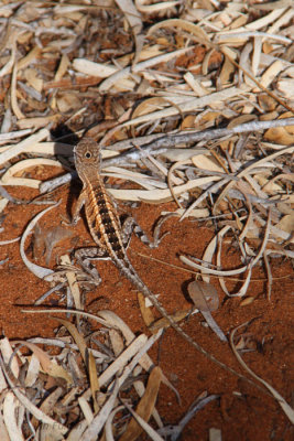 Three-eyed Lizard, Ifaty, Madagascar