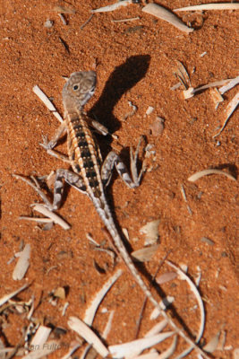 Three-eyed Lizard, Ifaty, Madagascar