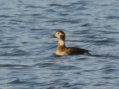 Long-tailed Duck, Baron's Haugh RSPB, Clyde