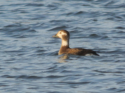 Long-tailed Duck, Baron's Haugh RSPB, Clyde