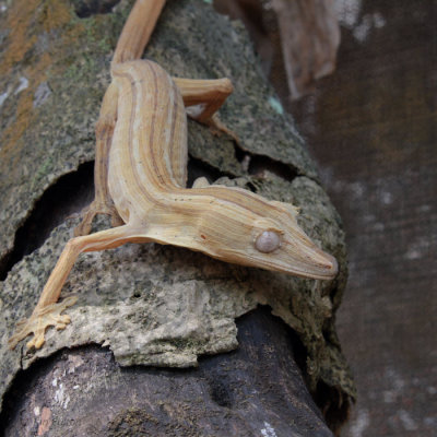 Leaf-tailed Gecko