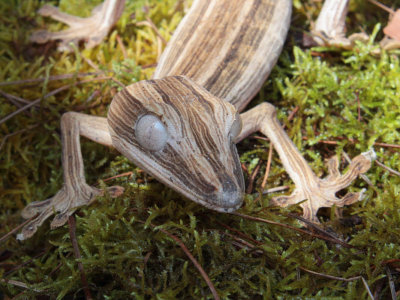 Leaf-tailed Gecko