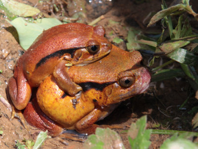 Tomato Frog