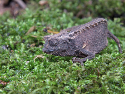 Chameleon sp