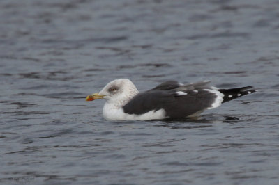 Lesser Black-backed Gull, Hogganfield Loch, Glasgow