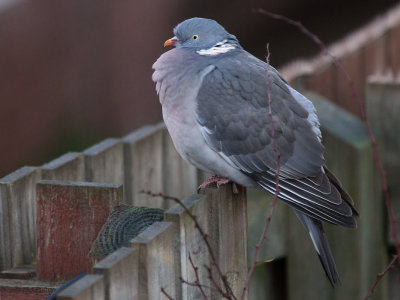 Wood Pigeon, Baillieston, Glasgow