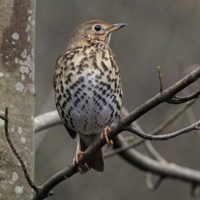 Song Thrush, Scone Palace, Perth & Kinross