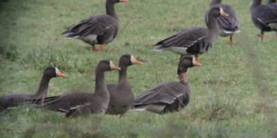 Greenland White-fronted Geese, Gartocharn, Clyde