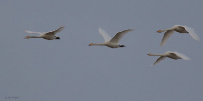 Whooper Swan, Carbarns, Clyde