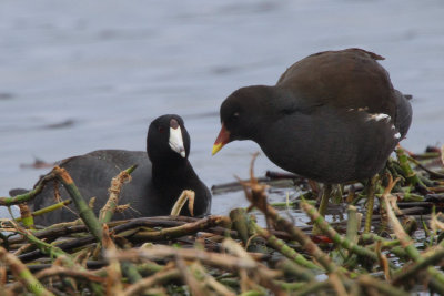 American Coot, Loch Flemington, Highland
