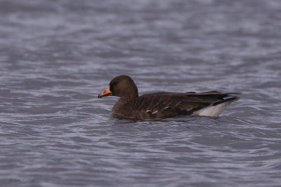 Greenland White-fronted Goose, Strathclyde Loch, Clyde