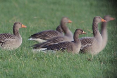 Greenland White-fronted Goose, Carbarns Pond, Clyde
