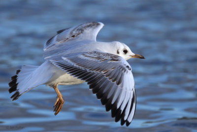 Black-headed Gull (1st winter), Hogganfield Loch, Glasgow