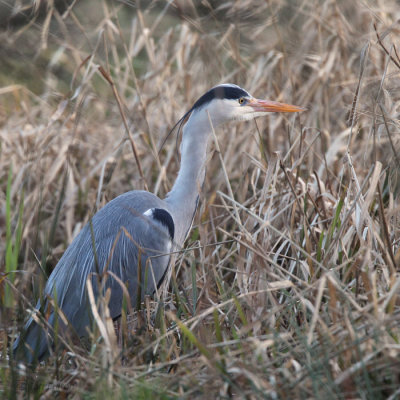Grey Heron, Hogganfield Loch, Glasgow