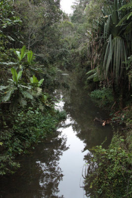 River in Andasibe NP