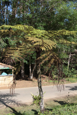 Tree Fern at Andasibe NP HQ