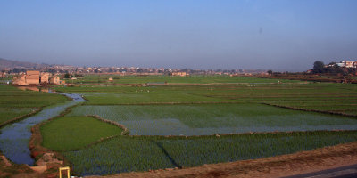Rice paddy fields in Tana