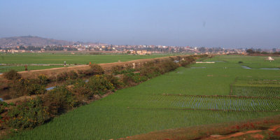 Rice paddy fields in Tana