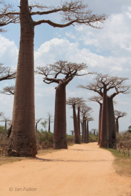 The Avenue of the Baobabs