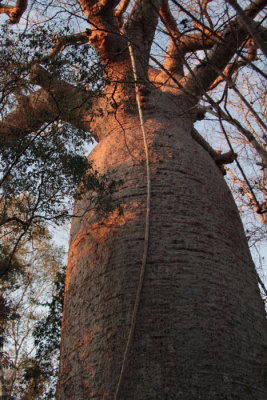 Giant baobab in Kirindy NP