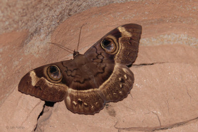 A huge moth sheltering in the cave