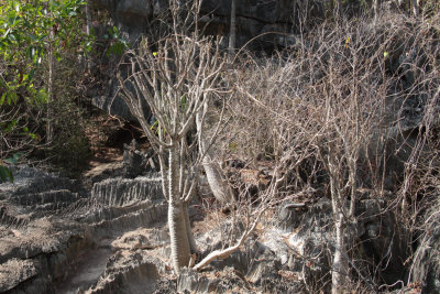 Spiny vegetation at Little Tsingy