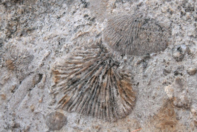 Fossil formations at Big Tsingy