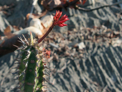 Flowering cactus at Great Tsingy