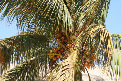 Coconut plam in Toliara