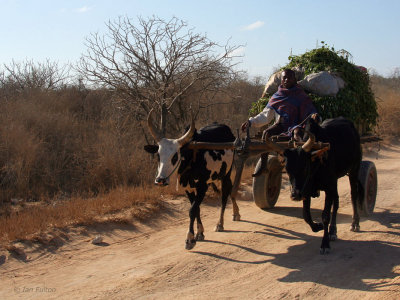 Heading for the market in Toliara
