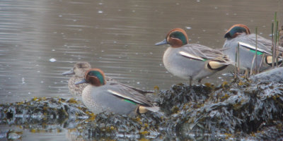 Teal, Erskine Harbour, Clyde