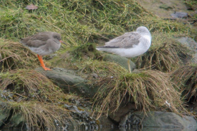 Greenshank and Redshank, Erskine Harbour, Clyde