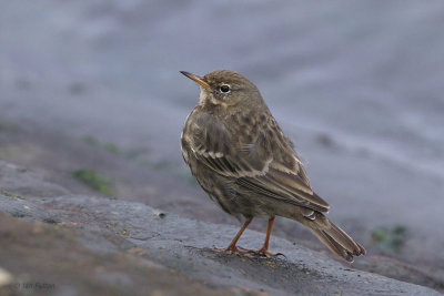 Rock Pipit, Gourock, Clyde