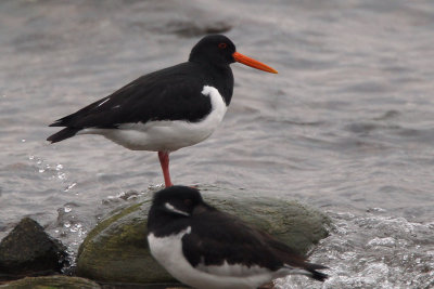 Oystercatcher, Gourock, Clyde