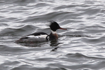 Red-breasted Merganser (male), Gourock, Clyde