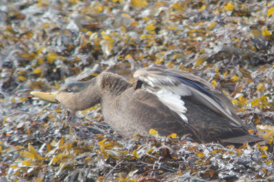 American Black Duck, Strontian, Highland