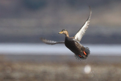 American Black Duck, Strontian, Highland