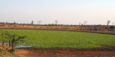 Roadside view between Toliar and Zombitse