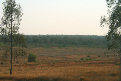 The remnant forest of Zombitse-Vohibasia National Park Reserve