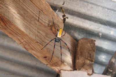 Spider sp, Zombitse, Madagascar