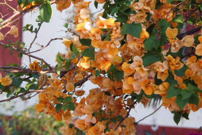 Bougainville bush at Ranohira, Isalo