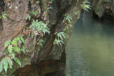 Ferns on the rock face by the waterfall, Isalo NP