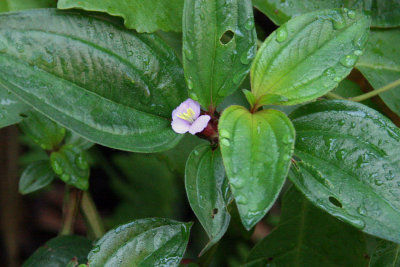 A flower in Isalo NP